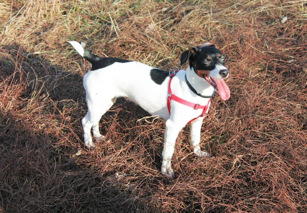 Vidám Kutya Jack Russell Terrier Fehér Fekete Foltok Egy Piros — Stock Fotó