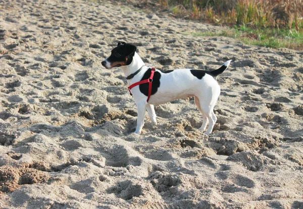 Vidám Kutya Jack Russell Terrier Fehér Fekete Foltok Egy Piros — Stock Fotó