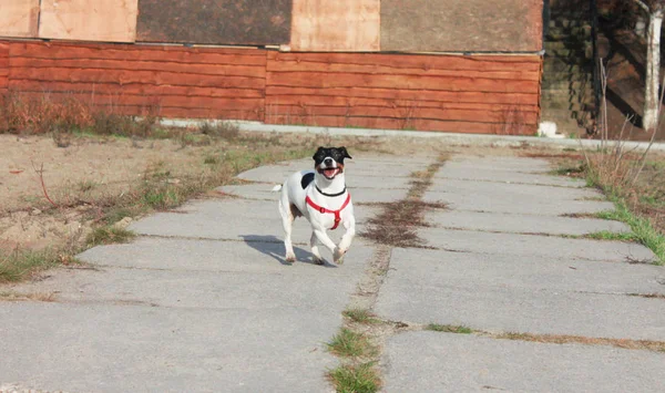 Веселая Собака Джек Рассел Терьер Белый Черными Пятнами Красном Нагруднике — стоковое фото