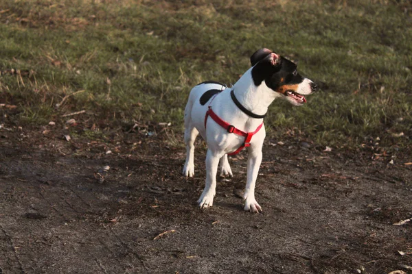 Cão Alegre Jack Russell Terrier Branco Com Manchas Pretas Babete — Fotografia de Stock