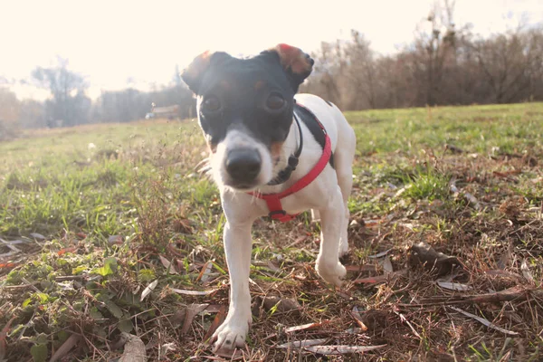 Dog Jack Russell Terrier Fehér Fekete Foltokkal Néz Kamera Hátterében — Stock Fotó