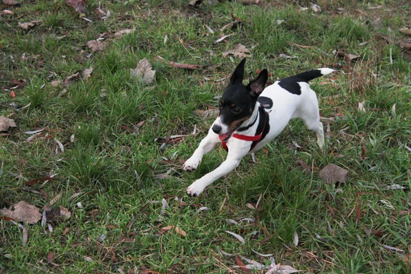 Happy Dog Jack Russel Terrier Fehér Fekete Foltok Fut Zöld — Stock Fotó