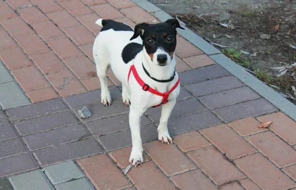 Kutya Jack Russell Terrier Fehér Fekete Foltokkal Áll Egy Csempén — Stock Fotó