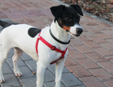 Köpek Jack Russell Terrier. Siyah beyaz renkte. Parktaki yolda duruyor..