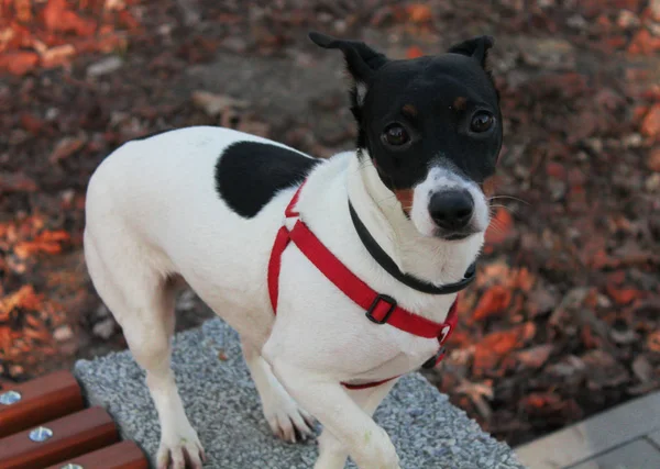 Dog Jack Russell Terrier Egy Fekete Fehér Színű Beton Felületen — Stock Fotó