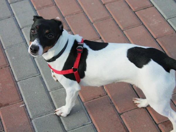 Σκύλος Jack Russell Terrier Μαύρο Και Άσπρο Χρώμα Στέκεται Στο — Φωτογραφία Αρχείου