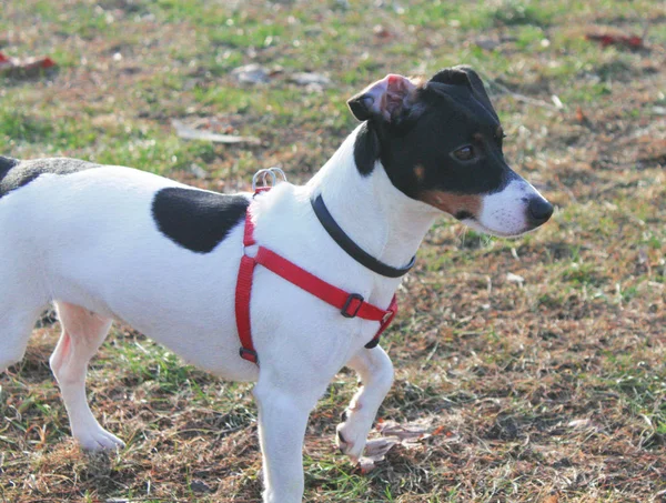 Kutya Jack Russell Terrier Fekete Fehér Színű Füvön Szimatoló Őszi — Stock Fotó