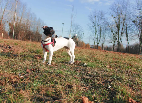 Dog Jack Russell Terrier Com Cor Preto Branco Grama Farejando — Fotografia de Stock