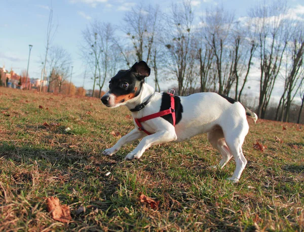 Rémült Kutya Jack Russell Terrier Fekete Fehér Színű Füvön Elesett — Stock Fotó