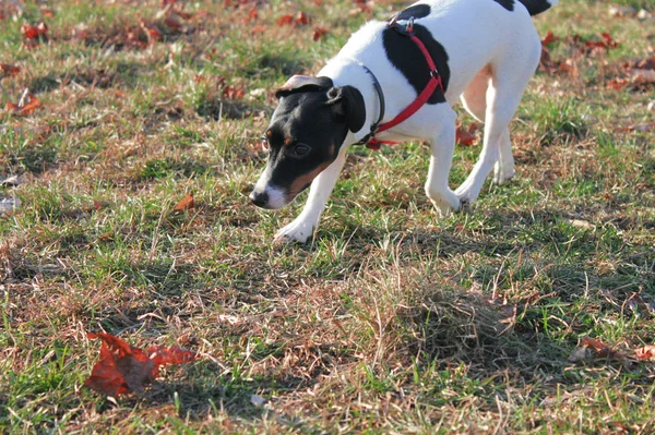 Kutya Jack Russell Terrier Egy Fekete Fehér Színű Sétál Mentén — Stock Fotó