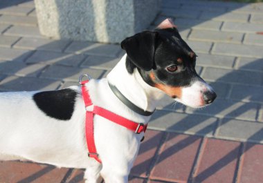 Köpek Jack Russell Terrier, siyah beyaz önlüklü, yolda kırmızı önlüklü..