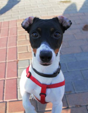 Köpek Jack Russell Terrier, siyah beyaz önlüklü, yolda kırmızı önlüklü..
