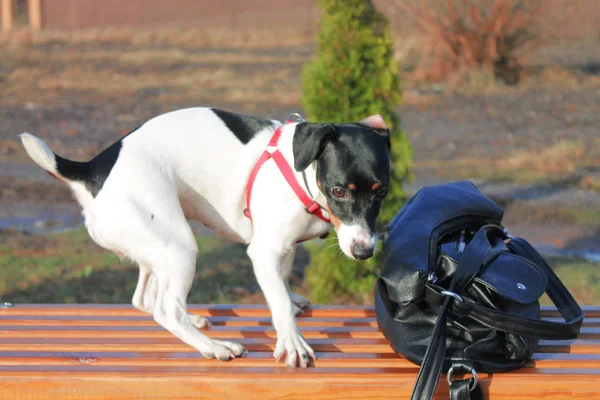 Kutya Jack Russell Terrier Fekete Fehér Kabátban Egy Padon Egy — Stock Fotó