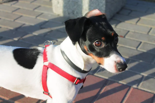 Dog Jack Russell Terrier Fekete Fehér Kabátban Piros Partedlivel Kamerába — Stock Fotó