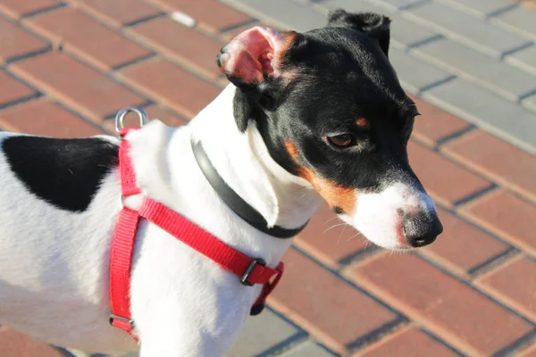 Σκύλος Jack Russell Terrier Μαύρο Και Άσπρο Μια Κόκκινη Σαλιάρα — Φωτογραφία Αρχείου