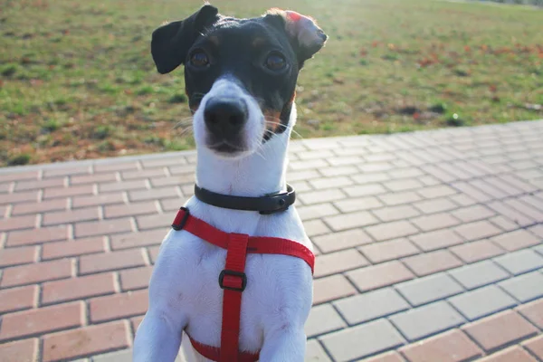 Σκύλος Jack Russell Terrier Μαύρο Και Άσπρο Μια Κόκκινη Σαλιάρα — Φωτογραφία Αρχείου