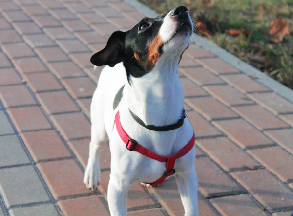 Σκύλος Jack Russell Terrier Μαύρο Και Άσπρο Μια Κόκκινη Σαλιάρα — Φωτογραφία Αρχείου