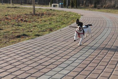 Köpek Jack Russell Terrier, siyah beyaz bir renkle parkta koşuyor, ağzında bir sopayla..