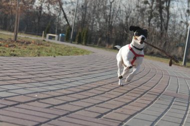 Köpek Jack Russell Terrier, siyah beyaz bir renkle parkta koşuyor, ağzında bir sopayla..