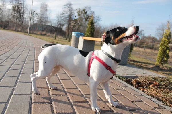Собака Джек Рассел Терьер Черно Белым Красном Нагруднике Парке Дороге — стоковое фото