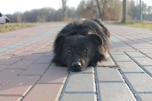 Портрет Черной Пушистой Собаки Лежит Дороге Парке — стоковое фото
