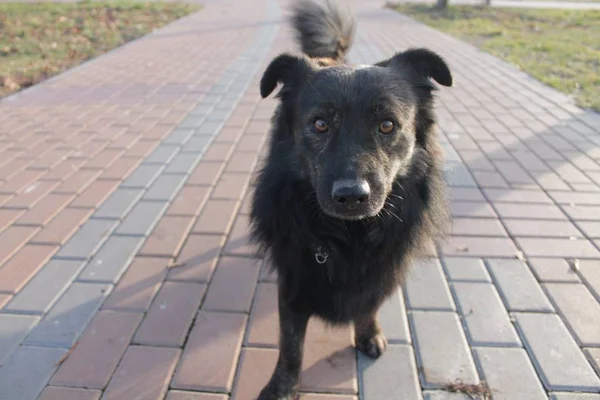 Портрет Черной Пушистой Собаки Дороге Парке — стоковое фото