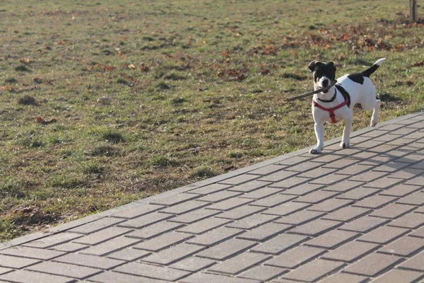 Kutya Jack Russell Terrier Egy Fekete Fehér Színű Fut Végig — Stock Fotó