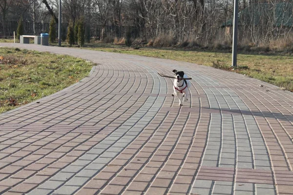 Собака Джек Рассел Терьер Черно Белым Цветом Проходит Дороге Парке — стоковое фото