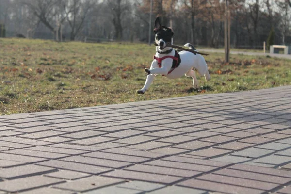 Собака Джек Рассел Терьер Черно Белым Цветом Проходит Дороге Парке — стоковое фото