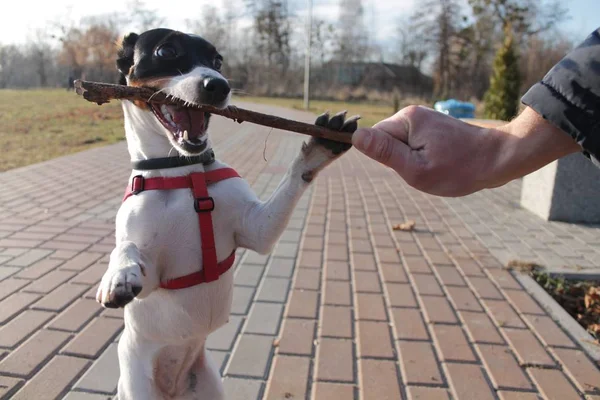 Σκύλος Jack Russell Terrier Μαύρο Και Άσπρο Χρώμα Δαγκώνει Ένα — Φωτογραφία Αρχείου