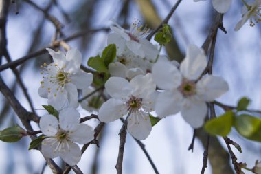 Bahar çiçekli kiraz. Daldaki beyaz çiçek. Makro