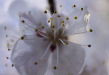 Bahar çiçekli kiraz. Daldaki beyaz çiçek. Makro