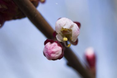 Küçük kiraz çiçekleri tomurcukları. Makro