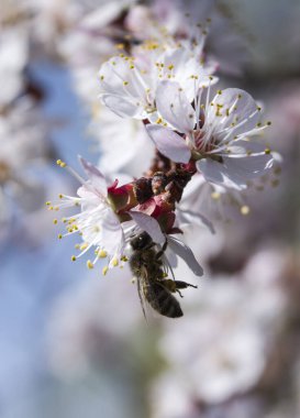 Kiraz ağacının dalındaki arı.