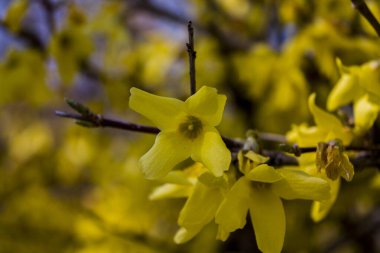 Küçük sarı çiçekli makro shot.