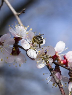 Kiraz ağacının dalındaki arı.
