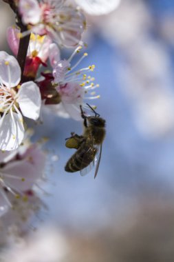 Sakura çiçeği. Bir arı poleni alır. Makro
