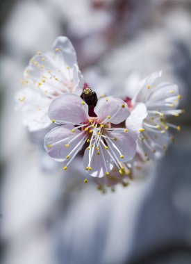 Sakura çiçeği. Beyaz çiçek. Bahar. Makro