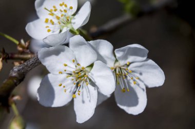 Sakura çiçeği. Beyaz çiçek. Bahar. Makro