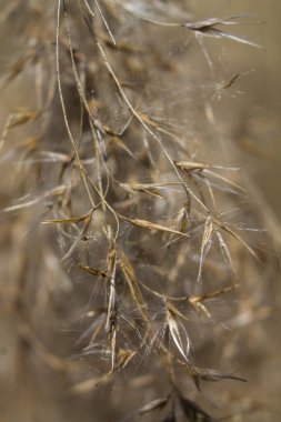 Sarı bitki. Bahar. Makro