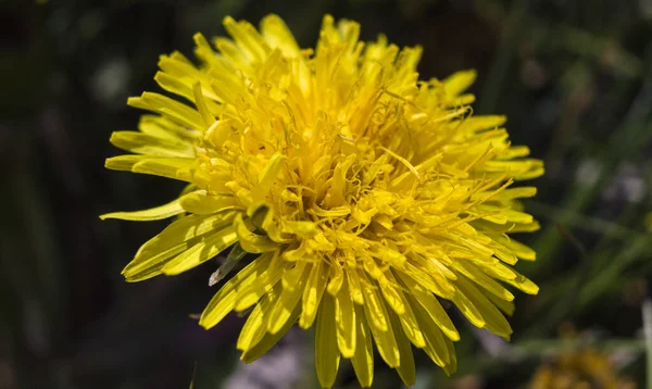 Kvetoucí Pampeliška Žlutý Květ Makro — Stock fotografie
