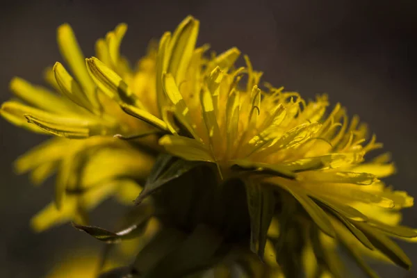 Kvetoucí Pampeliška Žlutý Květ Makro — Stock fotografie