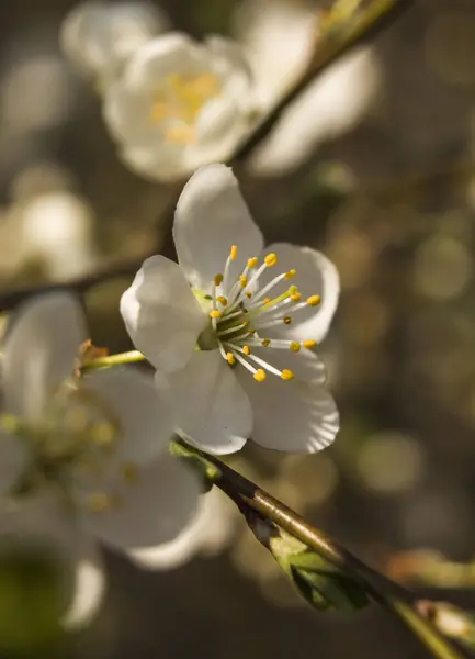 Sakura Fleur Fleur Blanche Printemps Macro — Photo