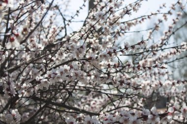 Beyaz bahar sakura çiçeği