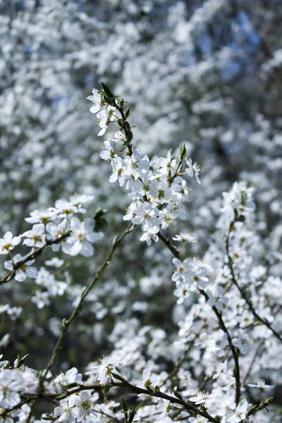 Flor Sakura Primavera Blanca — Foto de Stock