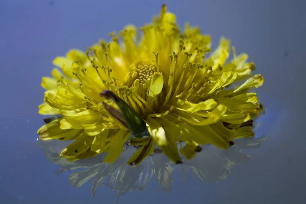 Pampeliška Kapkami Rosy Pozadí Vody Zvýrazněním Makro — Stock fotografie