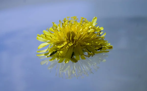 Pampeliška Kapkami Rosy Pozadí Vody Zvýrazněním Makro — Stock fotografie