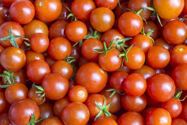 Fresh Cherry Tomato — Stock Photo, Image