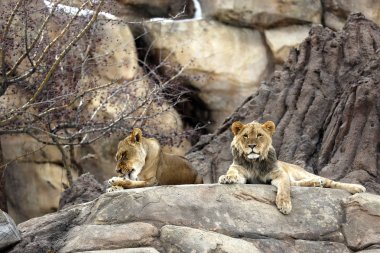 Kemik çiğneme aslan yavrusu