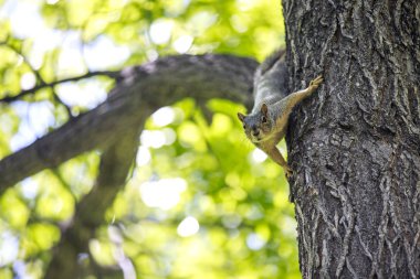 Sincap ağaçta oynarken